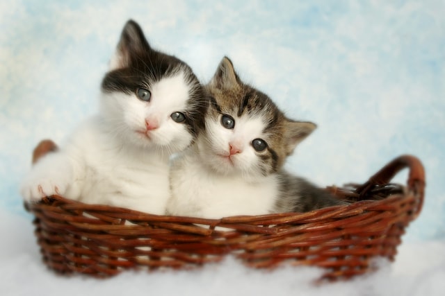2 kittens, one dark gray and one light gray colored, sitting in a dark red basket with a sky-like background in the back. 