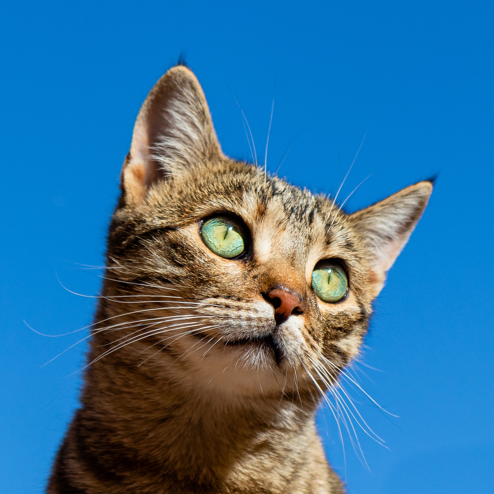 A cat with its head tilted to the right looking upwards with a blue background behind it